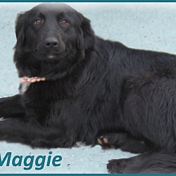 Thumbnail photo of Maggie- Adoption Pending #3