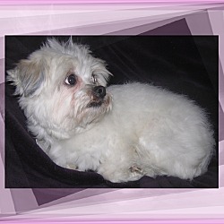 Thumbnail photo of Adopted!! Aubree - IL #1