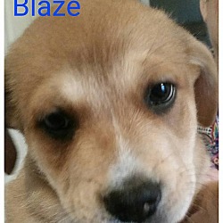 Thumbnail photo of Blaze #1