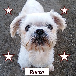 Thumbnail photo of Rocco #1