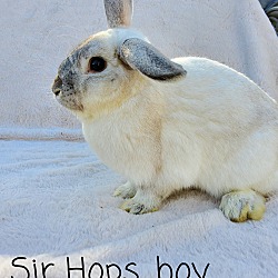 Photo of Sir Hops