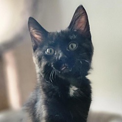 Photo of Emmett