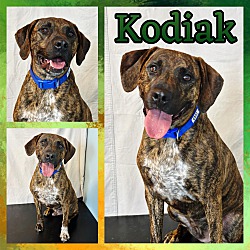 Photo of Kodiak