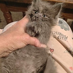 Photo of Fribble