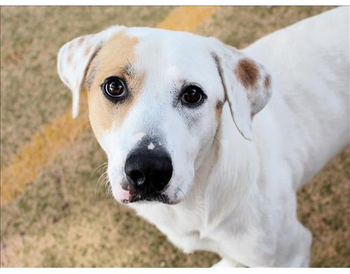 Tallahassee, FL - Great Pyrenees/Treeing Walker Coonhound. Meet KELLER