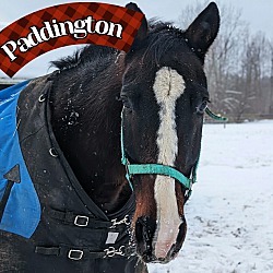 Thumbnail photo of Paddington #1
