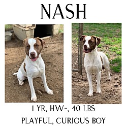 Photo of Nash