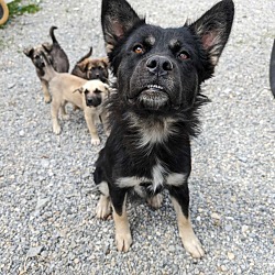 Thumbnail photo of Destiny Dogs : Shaxx #3
