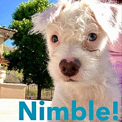Photo of Nimble