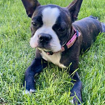 Seattle, WA - Boston Terrier. Meet Maddie May a Pet for Adoption ...