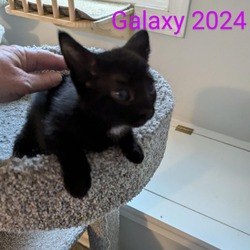 Thumbnail photo of Galaxy 2024 #3