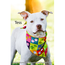 Thumbnail photo of Tess #1