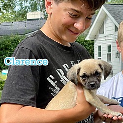 Thumbnail photo of Clarence #2