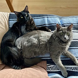 bonded pet photo