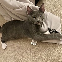 adopt a pet