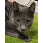 BABY JAMES - Domestic Shorthair available for adoption