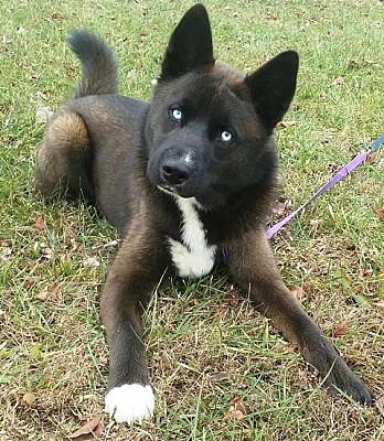 akita mutt