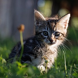 Photo of Tabby Kitten