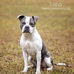 Thumbnail photo of TASHA #4