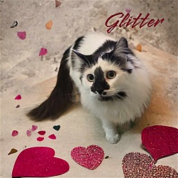Thumbnail photo of Glitter #1
