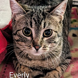 Photo of Everly