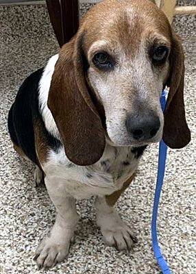 Pennsville, NJ - Basset Hound. Meet HAROLD - ADOPTION PENDING! a Pet ...