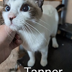 Thumbnail photo of Tanner #1