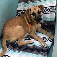 adopt a pet