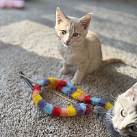 adopt a pet