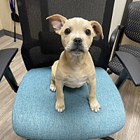 adopt a pet