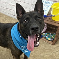 adopt a pet