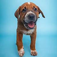 adopt a pet