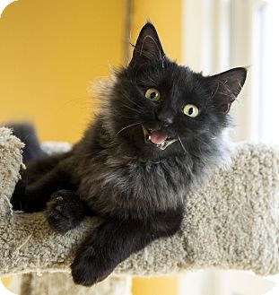 Chicago Il Domestic Longhair Meet Astro Baby A Pet For Adoption