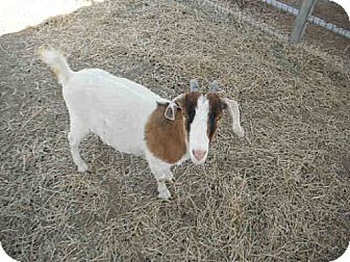 goats for adoption near me
