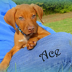 Thumbnail photo of Ace~adopted! #2