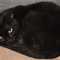 Photo of Morticia (Spayed)
