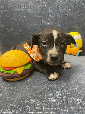 Maryville, TN - Pit Bull Terrier. Meet Croissant a Pet for Adoption ...