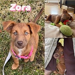 Thumbnail photo of Zora #2