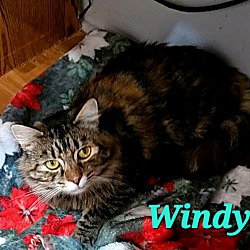 Photo of Windy