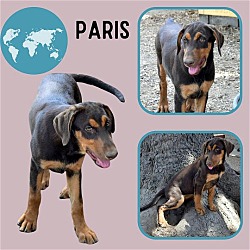 Photo of Paris (Puppy)