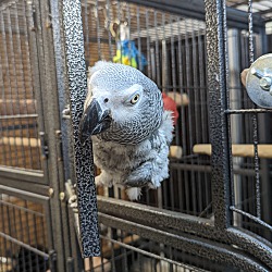 Thumbnail photo of African Greys Lola & George #1