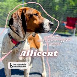 Thumbnail photo of Allicent #1