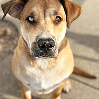 adopt a pet