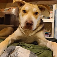 adopt a pet
