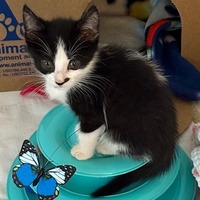 adopt a pet