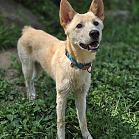 adopt-pet