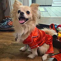 adopt a pet