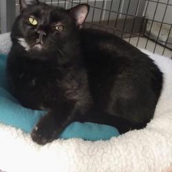 Lakeshore Humane Society, Inc. in Manitowoc, Wisconsin