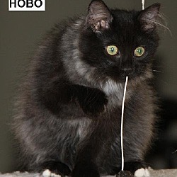 Thumbnail photo of Hobo (FC=ml) #2