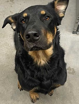 Tucson, AZ - Rottweiler. Meet TAZ a Pet for Adoption - AdoptaPet.com